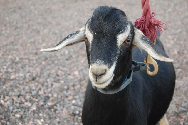 4775_goats_278.jpg