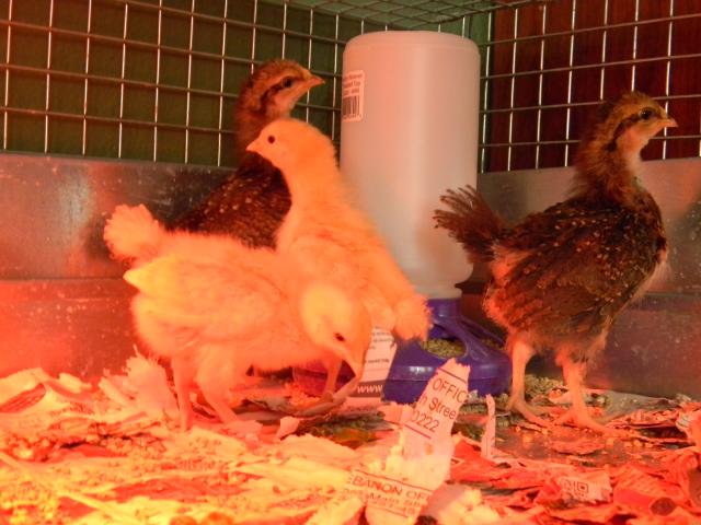4800_chicks_004.jpg