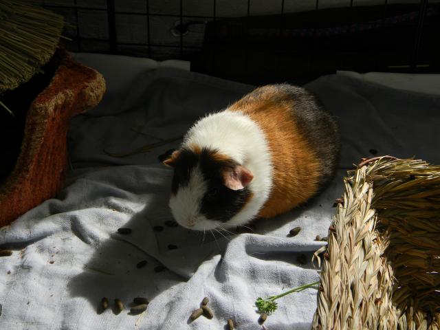 4800_guinea_pig_in_the_sun_002.jpg