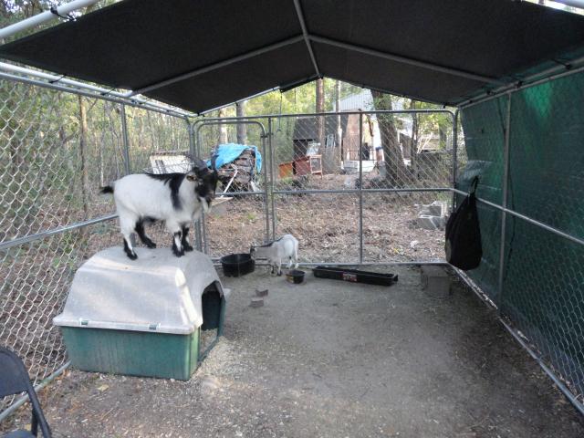 5075_11-12-2011_goat_pen.jpg