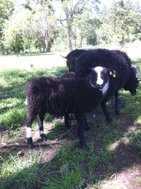 5107_bl_finn_ram_lamb_1.jpg