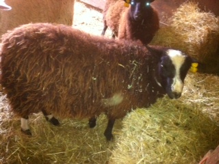 5107_black_finn_ram_1.jpg