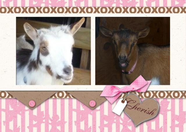 5376_valentines_from_the_goats.jpg