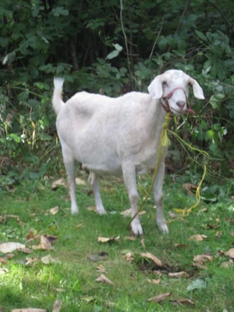 5426_goat_002.jpg