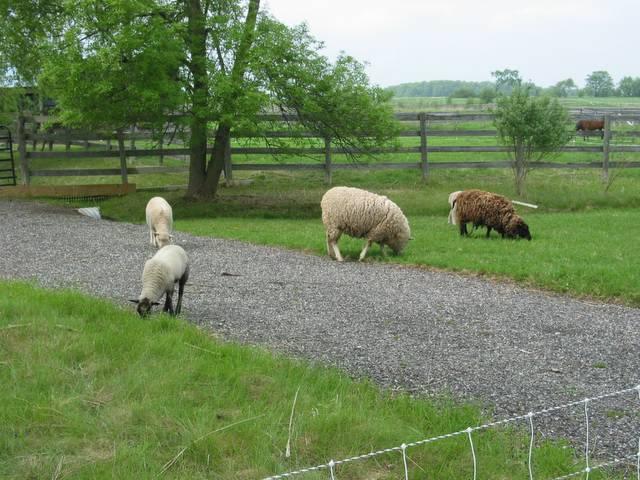 572_sheep_grazing_018.jpg