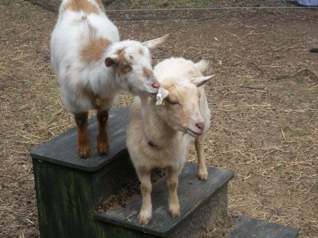 5858_goat_pictures_039.jpg