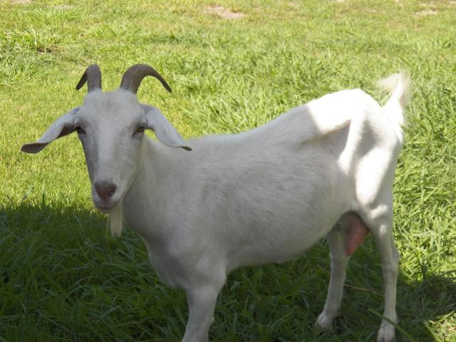 5868_100_0148.jpg