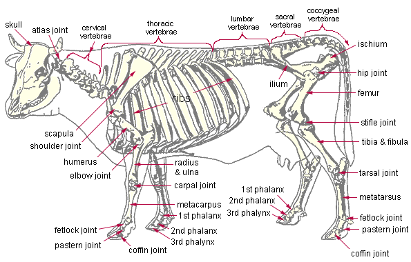 anatomy cow