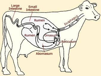 5_cowstomachanatomy.jpg