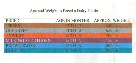 5_dairy_breeding_weight_chart0001.jpg
