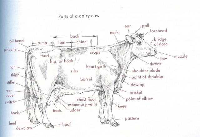 Anatomy Of Cattle Backyardherds Goats Horses Sheep Pigs And More