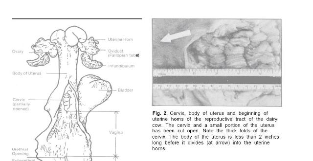 5_reproductive_tract1.jpg