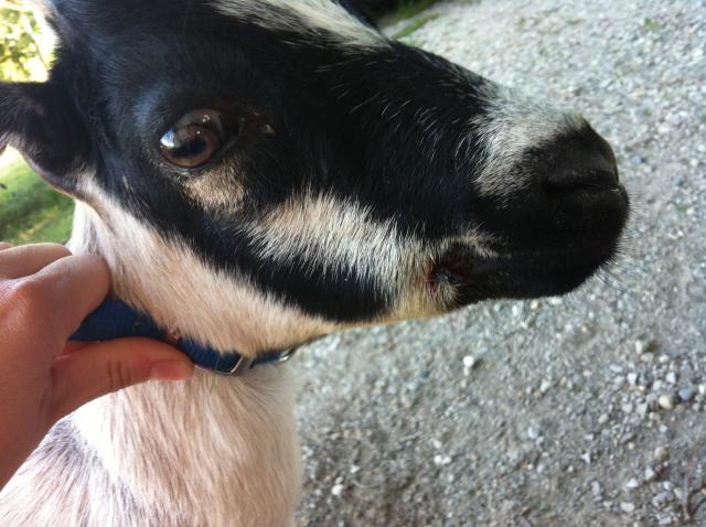 6334_nacho_farm_animals_005.jpg