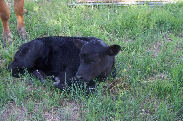 6752_calf_006.jpg
