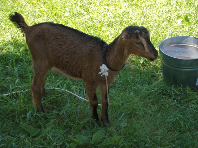 6858_guineas_079.jpg