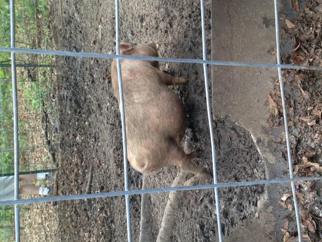 8161_my_prego_pig_5-8-13_002.jpg
