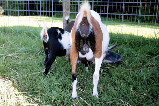 Confusion about udder development | BackYardHerds - Goats, Horses, Sheep,  Pigs & more