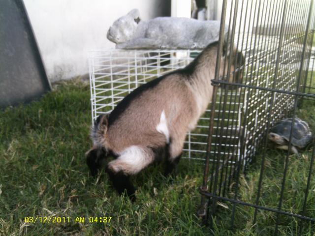 8237_6days_old_boots_004.jpg