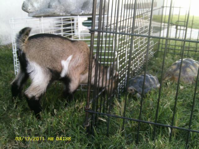 8237_6days_old_boots_006.jpg
