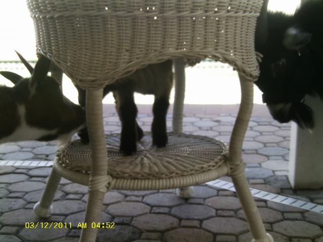 8237_6days_old_boots_015.jpg
