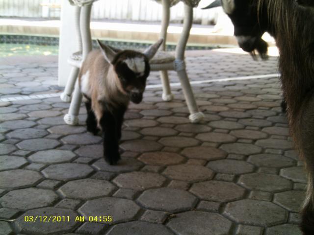 8237_6days_old_boots_018.jpg