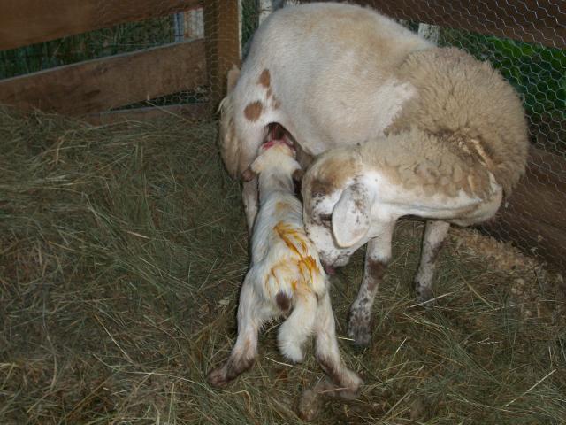 82_first_lamb_036.jpg