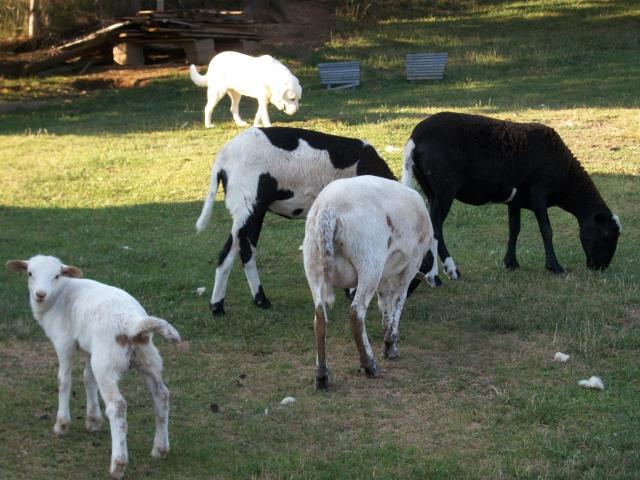 82_misc_scenery_sheep_calf_butchering_105.jpg