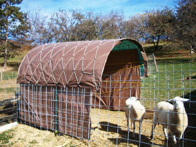 82_sheep_shelter_puppies_sheep_003.jpg