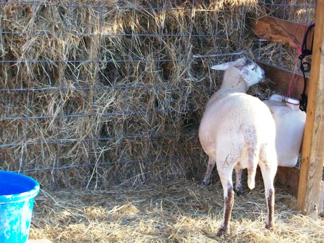 82_sheep_shelter_puppies_sheep_046.jpg