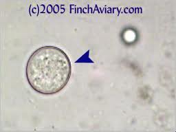 8346_coccidia21.jpg