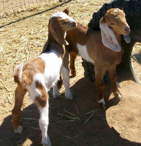 8451_jewel_and_pearl_2_weeks_old.jpg