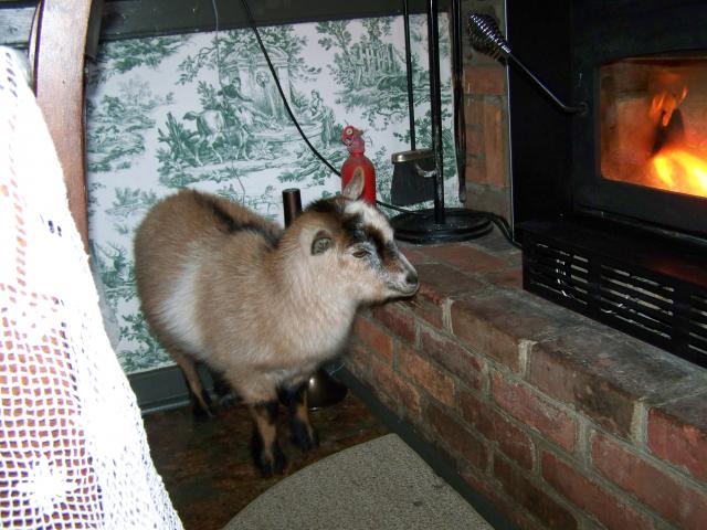 888_goats_321.jpg