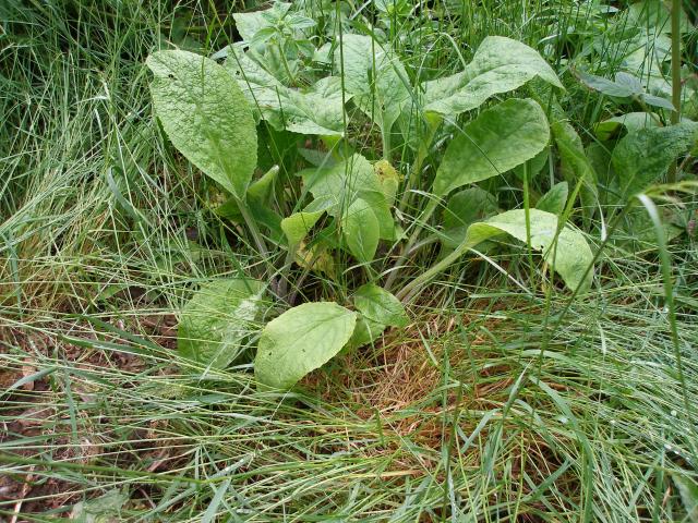 943_some_sorta_lambs_ear.jpg