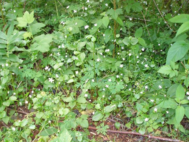 943_white_flower_plant.jpg