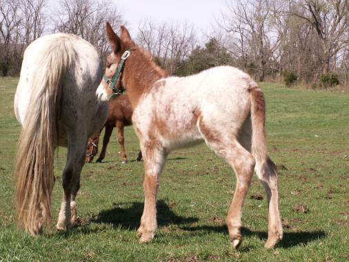 Appaloosa Mule foal | BackYardHerds - Goats, Horses, Sheep, Pigs & more