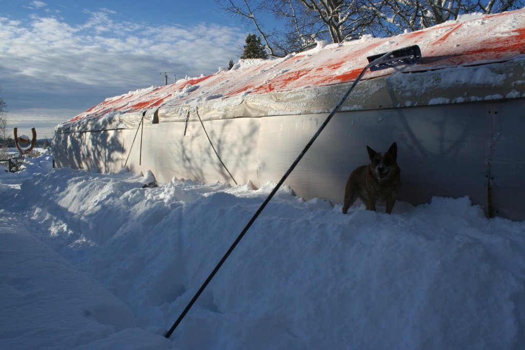 0 Fixins helper dog on snow pile Jan 1 2014 IMG_0909.jpg