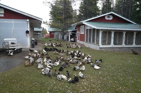 00 2013 ducks in yard P1230092.jpg