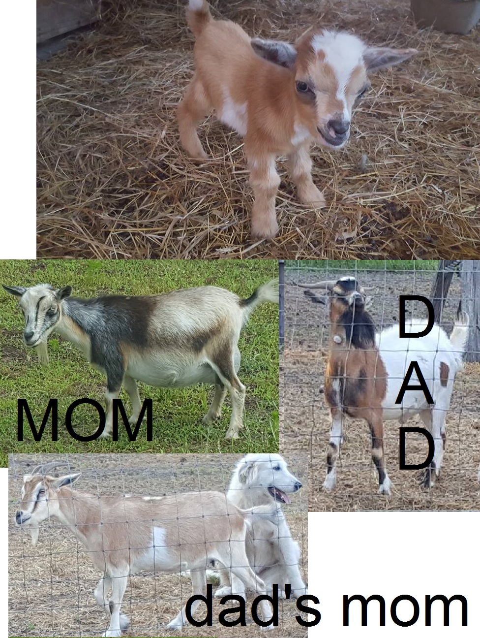 0000000000000 Lulu.s Baby Goat.jpg