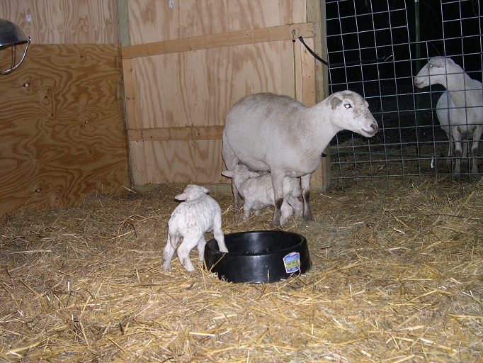 008eweLamb 009ramLamb from AL33 Jan13 2016 two hours old.JPG