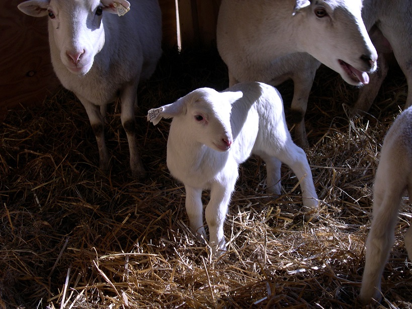 011 ewe 26 Jan 2017 5 days old.JPG