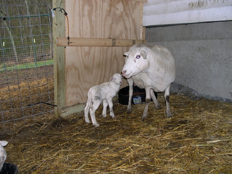 011 ewe lamb from AL15.JPG