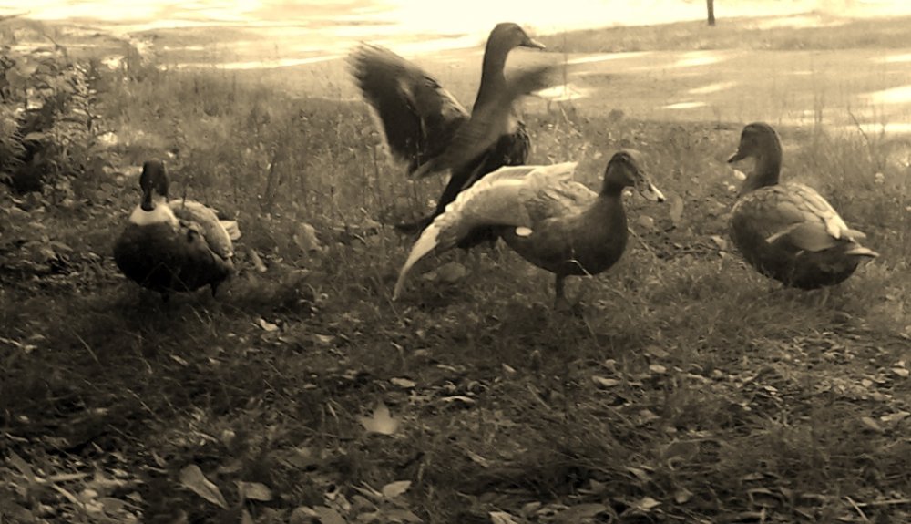 017 - Copy.jpg