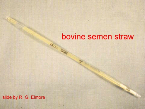 Beef artificial insemination sperm in straw