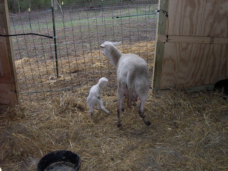 10 ram lamb from AL34.JPG