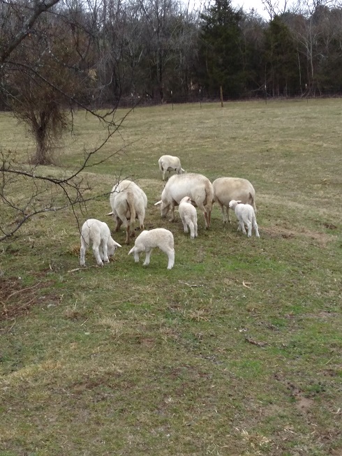 11 Feb 2018 lambs onthe bank.jpg