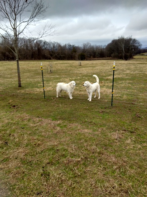 11 Feb 2018 Maisy & Thor.jpg