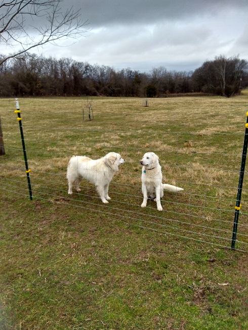 11 Feb 2018 Maisy & Thor_2.jpg