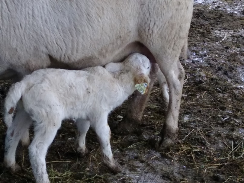 12 Feb 2018 AL7  & ewe lamb TN22.jpg