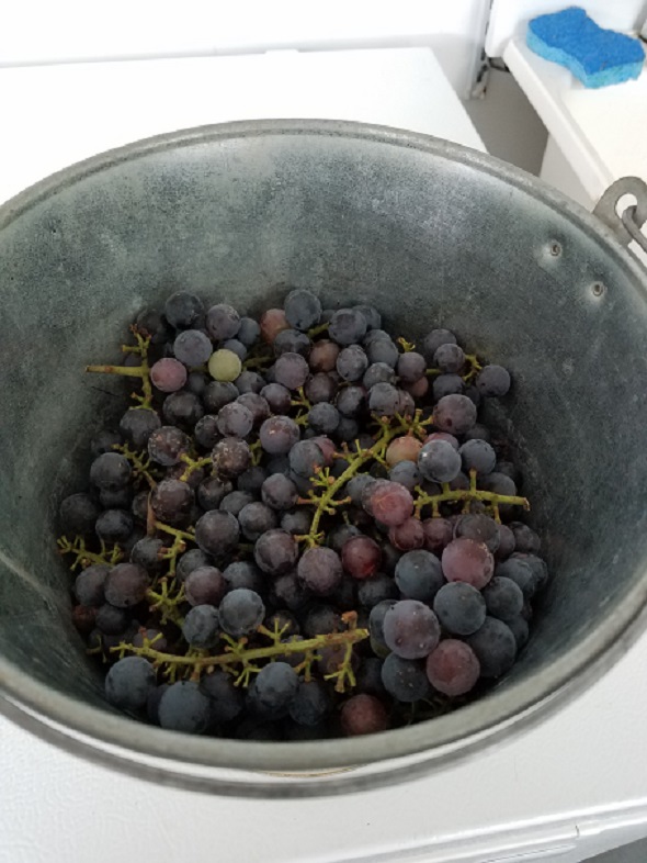 12 July 2018 Concord grapes.jpg