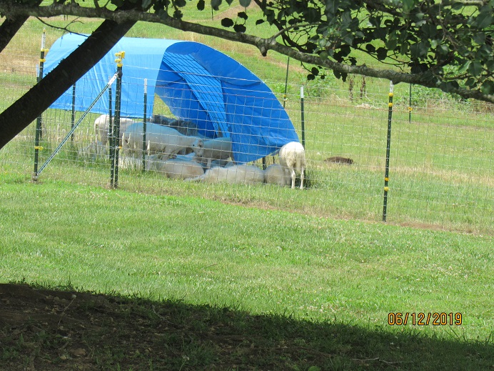 12 June 2019 crowded shade canopy.JPG